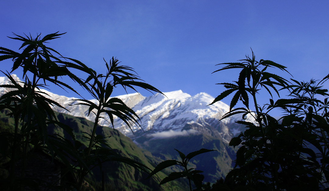 Resolution New Year’s Eve Title Sponsor Spotlight: Igadi Dispensary
